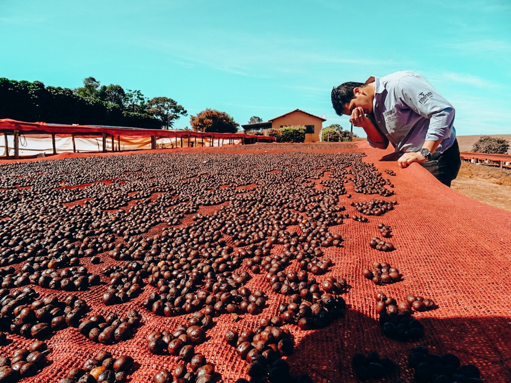 Frutas Prohibidas Decaf - Brazil